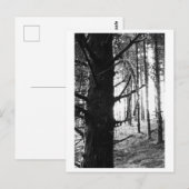 Baumfotografie - Druantia Postkarte (Vorne/Hinten)