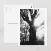 Baumfotografie - Elanie Postkarte (Vorne/Hinten)