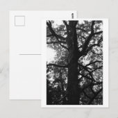 Baumfotografie - Feronia Postkarte (Vorne/Hinten)