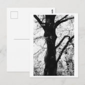 Baumfotografie - Ilana Postkarte (Vorne/Hinten)