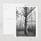 Baumfotografie - Keith Postkarte (Vorne/Hinten)