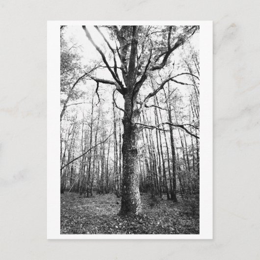 Baumfotografie - Keith Postkarte (Vorderseite)