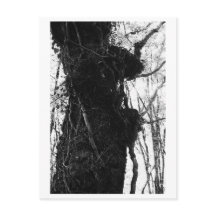 Baumfotografie - Moriko