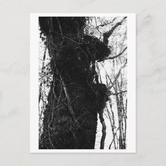 Baumfotografie - Moriko Postkarte (Vorderseite)
