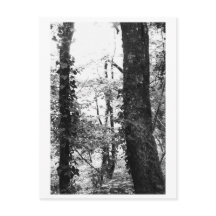 Baumfotografie - Nikki