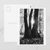 Baumfotografie - Oriana Postkarte (Vorne/Hinten)