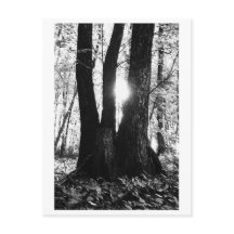 Baumfotografie - Oriana