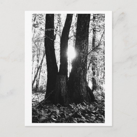 Baumfotografie - Oriana Postkarte (Vorderseite)