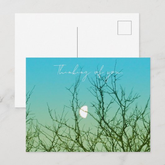 Baumfotografie Postkarte (Vorne/Hinten)