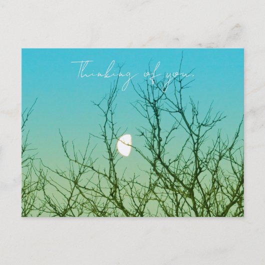 Baumfotografie Postkarte (Vorderseite)