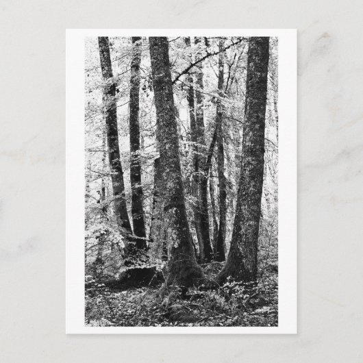 Baumfotografie - Sylva Postkarte (Vorderseite)