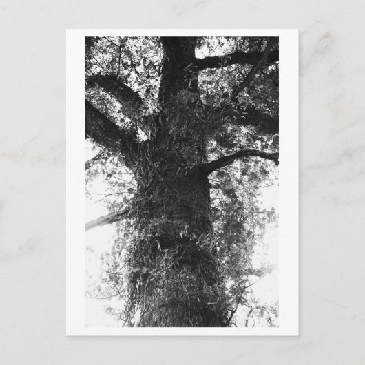 Baumfotografie - Treow Postkarte (Vorderseite)