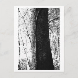 Baumfotografie - Woody Postkarte