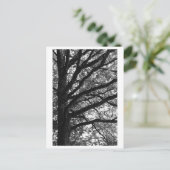 Baumfotografie -Xylia Postkarte (Stehend Vorderseite)