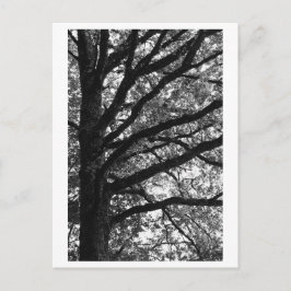 Baumfotografie -Xylia Postkarte