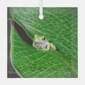 Baumfrosch auf einem Sockel Ornament Aus Glas (Vorderseite)