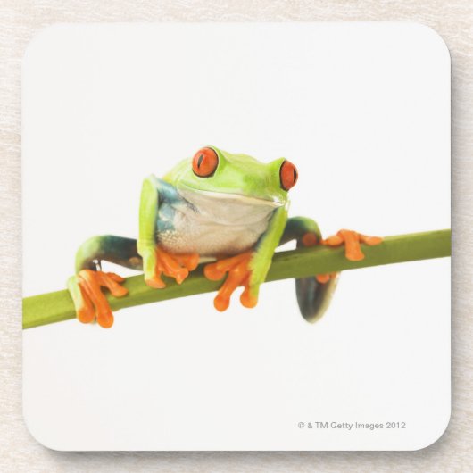 Baumfrosch auf Stamm Getränkeuntersetzer (Vorderseite)