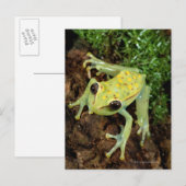 Baumfrosch (Hylidae) Postkarte (Vorne/Hinten)
