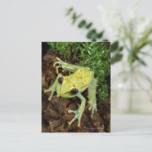Baumfrosch (Hylidae) Postkarte (Stehend Vorderseite)