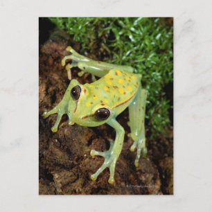 Baumfrosch (Hylidae) Postkarte