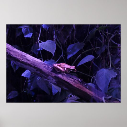 Baumfrosch in Costa Rica Poster (Vorne)