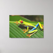 Baumfrosch Leinwanddruck (Vorderseite)