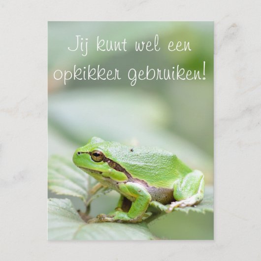 Baumfrosch mit dem Text 'Opkikker' Postkarte (Vorderseite)