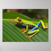 Baumfrosch Poster (Vorne)