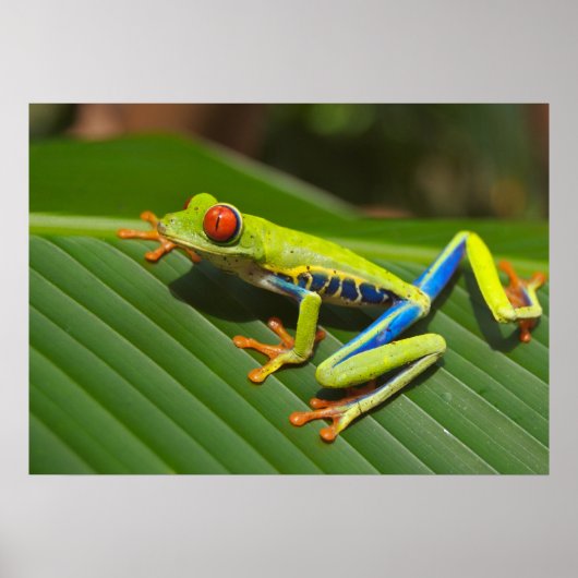 Baumfrosch Poster (Vorne)