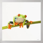 Baumfrosch Poster (Vorne)