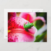 Baumfrosch Postkarte (Vorne/Hinten)