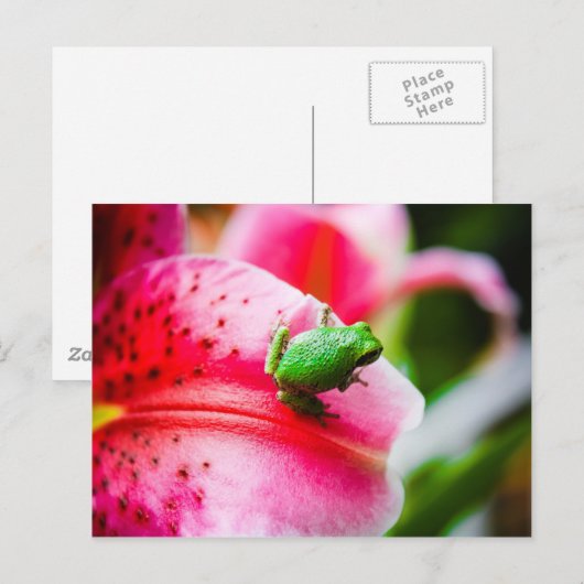 Baumfrosch Postkarte (Vorne/Hinten)