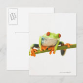Baumfrosch Postkarte (Vorne/Hinten)