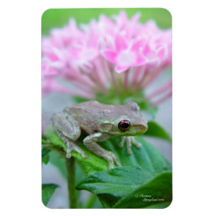 Baumfrosch Rosa Blume Flexi Magnet