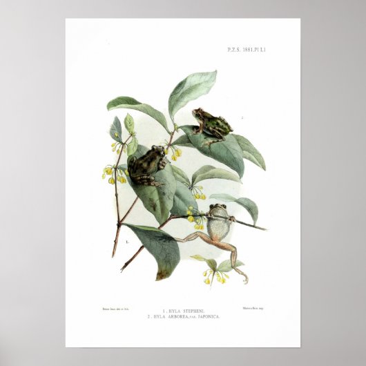 Baumfrösche Poster (Vorne)