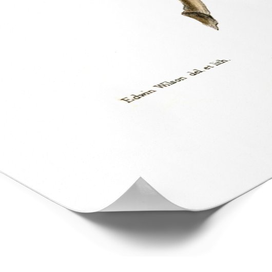 Baumfrösche Poster (Ecke)