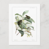 Baumfrösche Postkarte (Vorderseite)