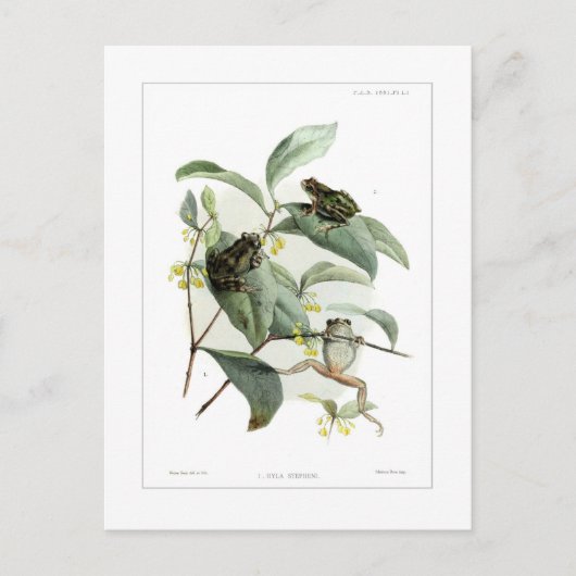 Baumfrösche Postkarte (Vorderseite)