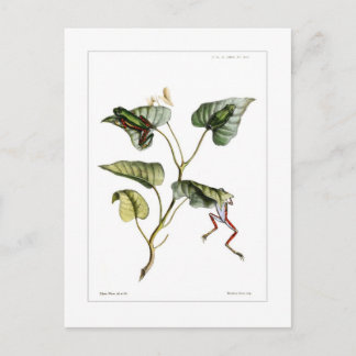 Baumfrösche Postkarte