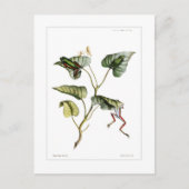 Baumfrösche Postkarte (Vorderseite)