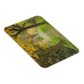 Baumgesäumter Pfad im Herbst Magnet (Rechte Seite)