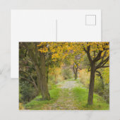 Baumgesäumter Pfad im Herbst Postkarte (Vorne/Hinten)