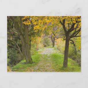 Baumgesäumter Weg im Herbst Postkarte