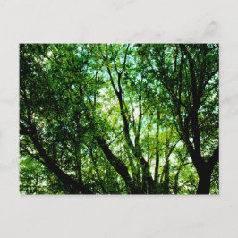 Baumgipfel Postkarte