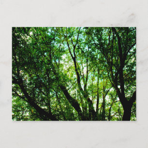 Baumgipfel Postkarte