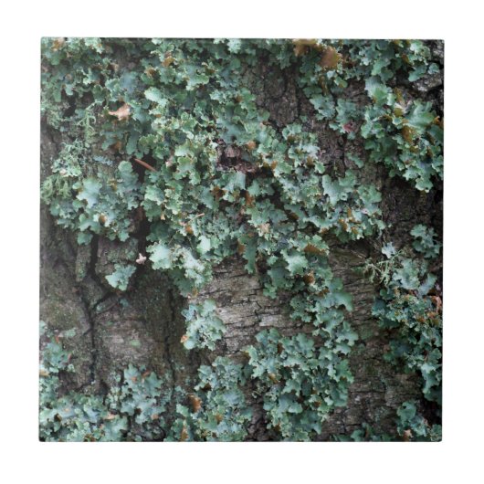 Baumhalde Fliese (Vorderseite)