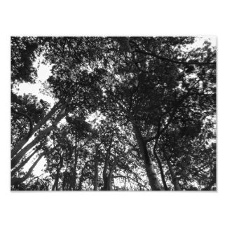 Baumkanopie, Bute Park, Cardiff Fotodruck