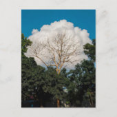 Baumkarte mit Wolken Postkarte (Vorderseite)