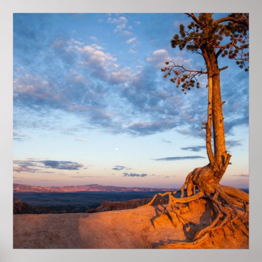 Baumklammern an Ledge, Nationalpark Bryce Canyon Poster (Vorne)