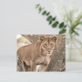 Baumkletterlion, Uganda Afrika Postkarte (Stehend Vorderseite)